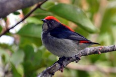 Scarlet-backed Flowerpecker