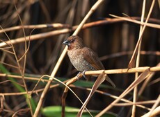 Scaly-breasted Munia