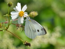 Indian Cabbage White