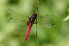 Common Red Skimmer