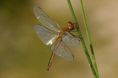 Wandering Glider