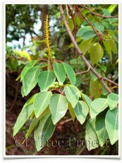 Mountain Tallow Tree