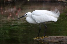 Little Egret