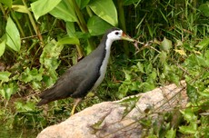 White-breasted Waterhen