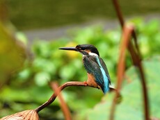 Common Kingfisher