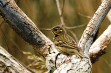 Olive-backed Pipit