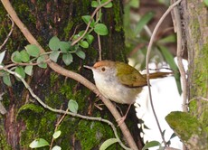 Common Tailorbird