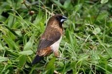 White-rumped Munia