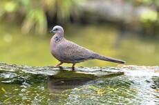 珠頸斑鳩