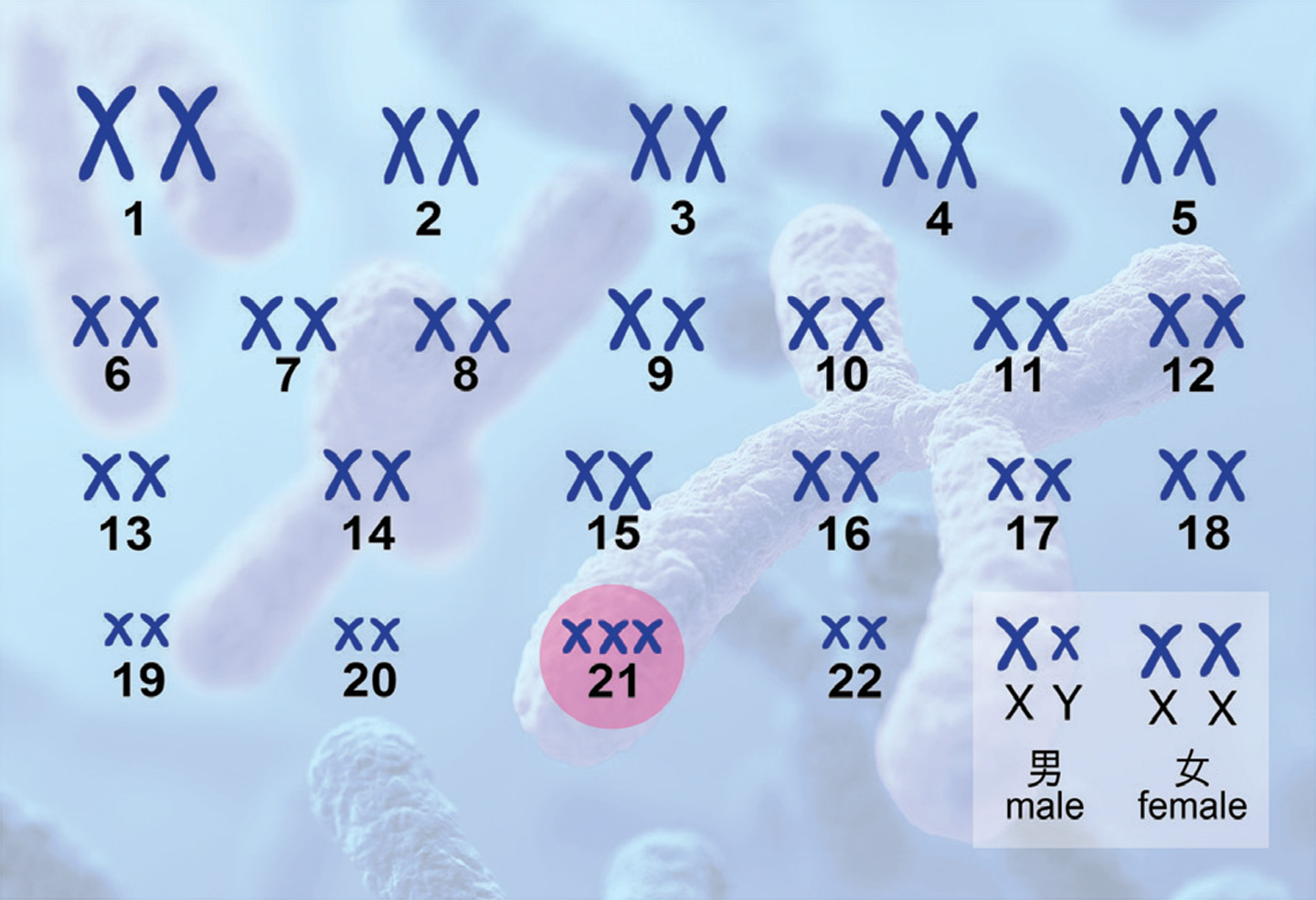 By detecting the presence of an additional copy of chromosome 21 in foetal DNA in maternal plasma, Down syndrome of baby can be diagnosed