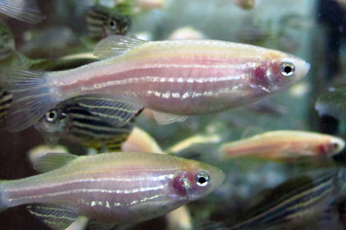 斑馬魚是一種體積小的魚種，繁殖速度異常快。
