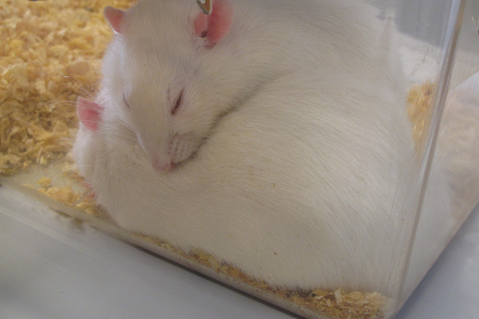 姚教授指出：「目前抗體仍處於動物階段，我們確定抗體有效，但仍在研究它的毒性。」
