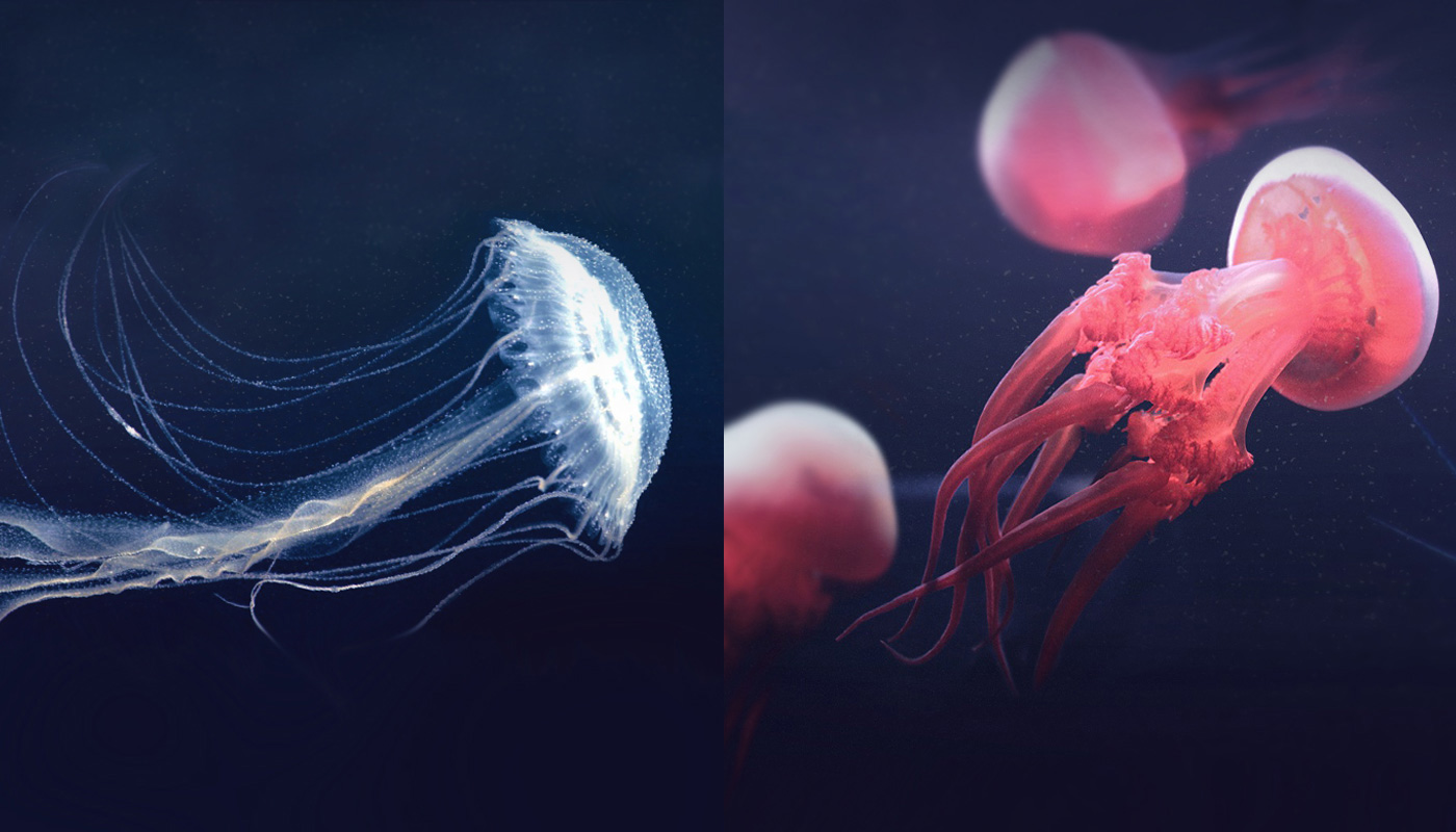 The Amuska jellyfish (left) and the flame jellyfish (right)