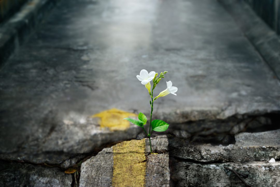 White flower growing on crack street