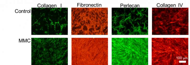 Tissue Engineering for Regenerative Medicine