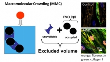 Tissue Engineering for Regenerative Medicine