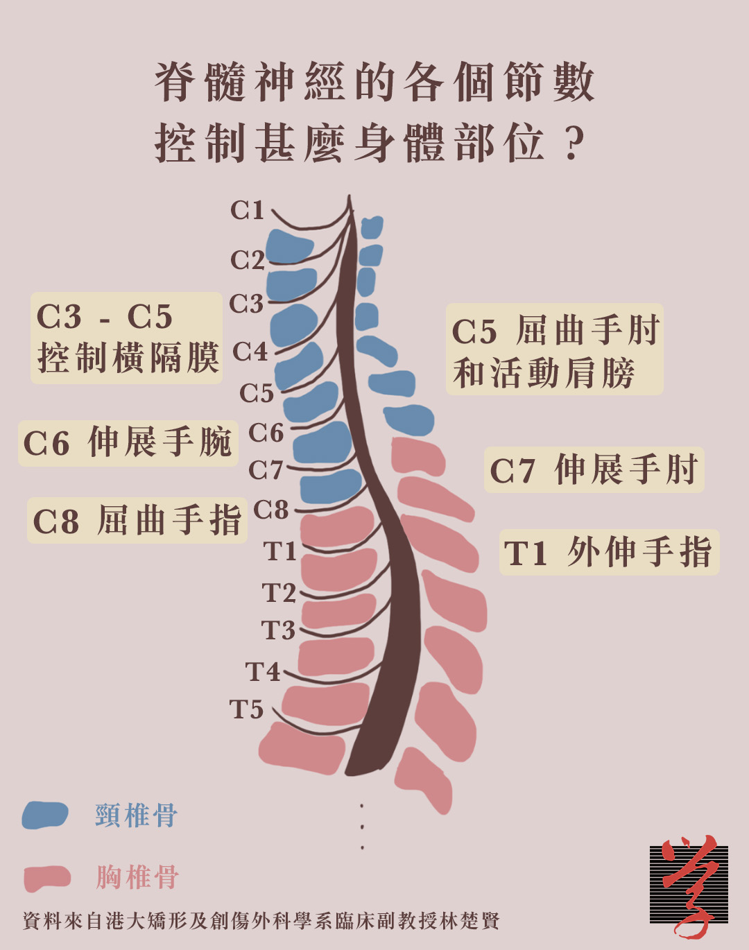 脊髓神經受損 胸椎到腰椎的脊髓神經主要控制軀幹及雙腳，頸椎神經則主要控制上身，因而影響頸部以下大部分身體機能。