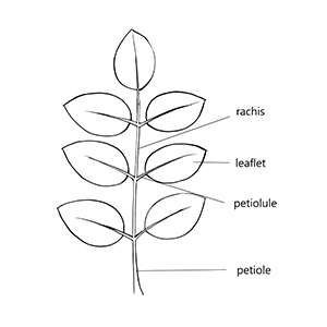 Petiolule:|:小葉柄:|:小叶柄