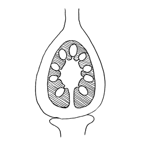 Free-central placentation:|:特立中央胎座:|:特立中央胎座