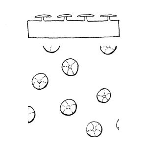 Peltate scale:|:盾狀鱗片:|:盾状鳞片