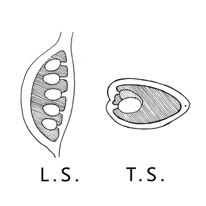 Marginal placentation:|:邊緣胎座:|:边缘胎座