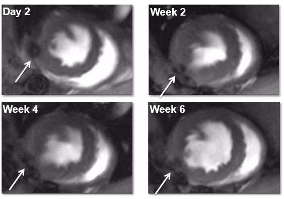 Stem Cells and Cell-Based Therapies - content2