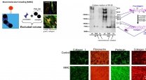 Tissue Engineering for Regenerative Medicine