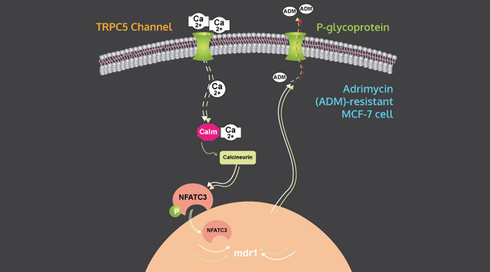 <strong>Role of TRPC5 in drug pump (p-glycoprotein) production in drug resistant cancer cells. </strong><br>
Ca<sup>2+</sup> entry through TRPC5 channels, stimulates P-glycoprotein overproduction in drug-resistant breast cancer cells. Inhibiting/suppressing TRPC5 could reverse the drug resistance.
