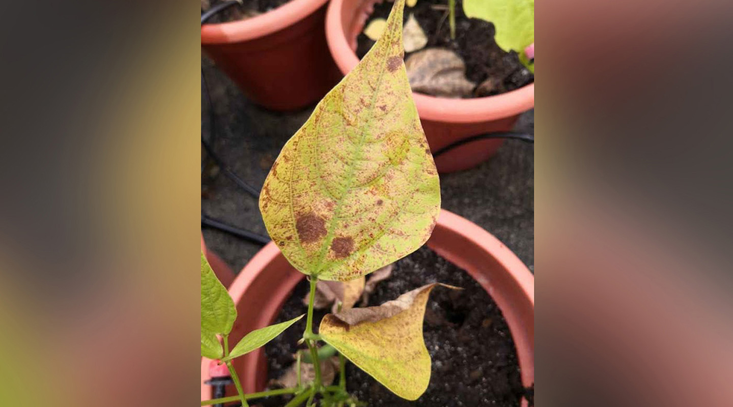 Damaged by high intensity of ozone, the plant’s foliar is showing more red mottles