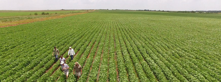 State Key Laboratory of Agrobiotechnology